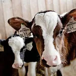Farm stay Kleintodlinggut *
