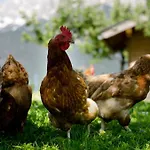 Farm stay Kleintodlinggut Leogang
