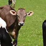 Kleintodlinggut *