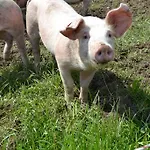 Kleintodlinggut Farm stay
