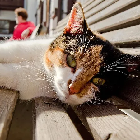 Bauernhof Kleintödlinggut