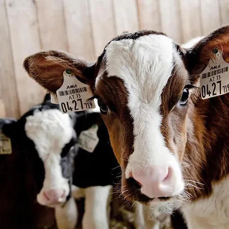 Bauernhof Kleintödlinggut *