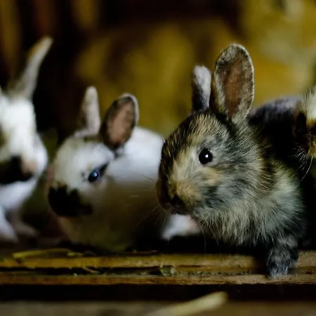 Kleintoedlinggut 레오강