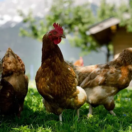 팜스테이 Kleintoedlinggut 레오강