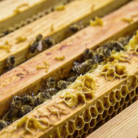 Bauernhof Kleintödlinggut