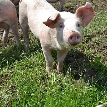 Kleintödlinggut Bauernhof