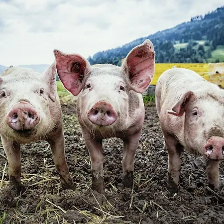 Kleintödlinggut Bauernhof
