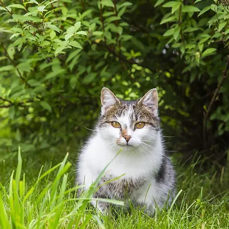 Kleintoedlinggut 팜스테이 레오강