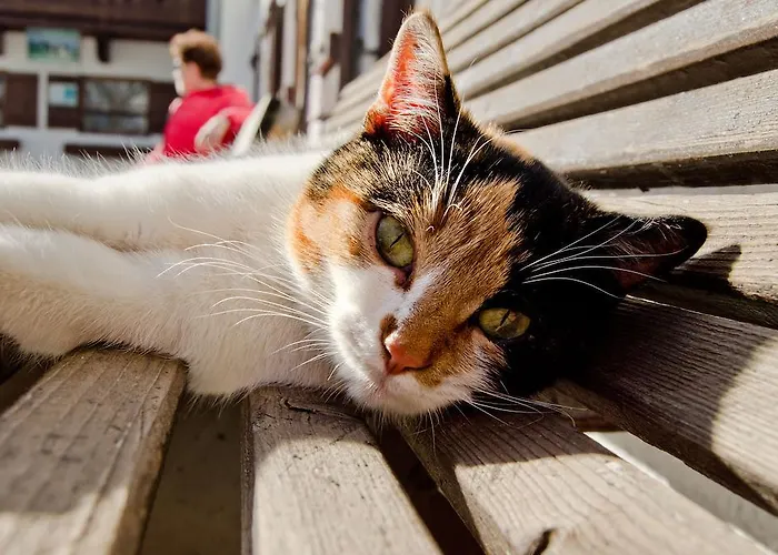 农家乐 Kleintoedlinggut