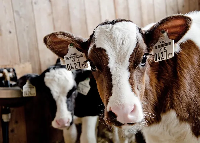 农家乐 Kleintoedlinggut *