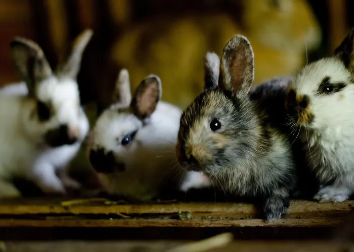 Kleintoedlinggut לאוגנג