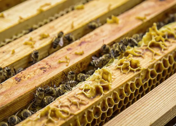 农家乐 Kleintoedlinggut