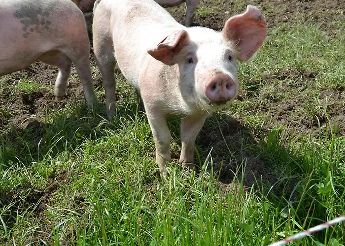 Kleintoedlinggut Alojamento de Turismo Rural