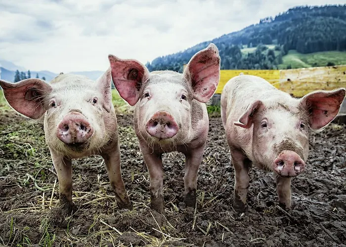 Kleintoedlinggut Alojamento de Turismo Rural