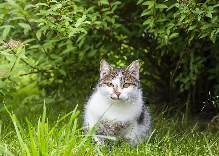 Kleintoedlinggut Alojamento de Turismo Rural Leogang
